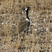 Black Bustard